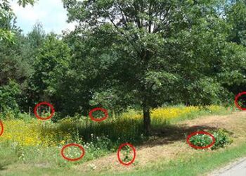 15 Common Wild Plants You Never Thought Were Edible