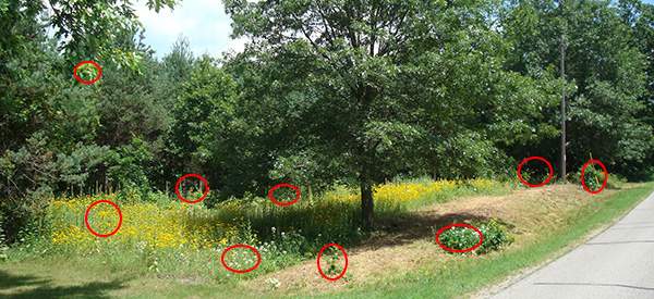 15 Common Wild Plants You Never Thought Were Edible