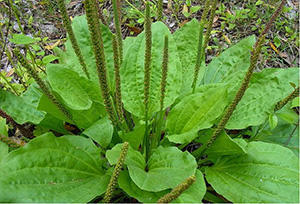 The Most Common Plants Venezuelans Are Using To Treat Themselves After The Pharmacies Ran Dry