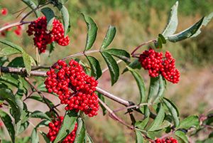 15 Common Wild Plants You Never Thought Were Edible