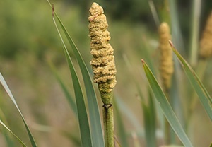 15 Common Wild Plants You Never Thought Were Edible