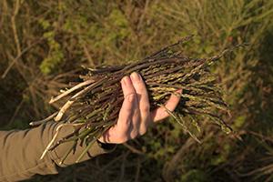 15 Common Wild Plants You Never Thought Were Edible