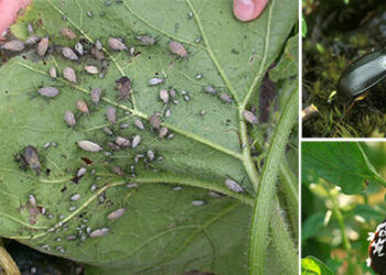 10 Bugs You Should Never Kill In Your Garden