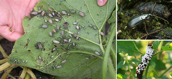 10 Bugs You Should Never Kill In Your Garden