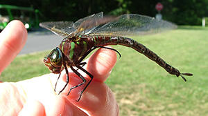 10 Bugs You Should Never Kill In Your Garden Dragonfly