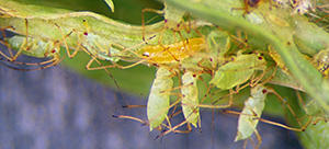 10 Bugs You Should Never Kill In Your Garden aphid midge