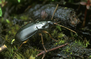 10 Bugs You Should Never Kill In Your Garden ground beetle