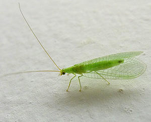 10 Bugs You Should Never Kill In Your Garden lacewing