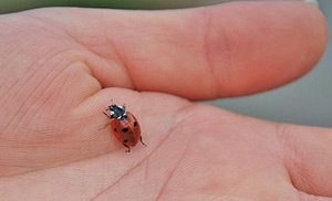 10 Bugs You Should Never Kill In Your Garden ladybug