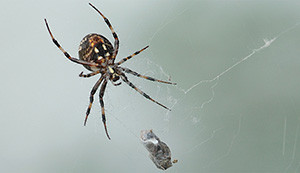 10 Bugs You Should Never Kill In Your Garden spider