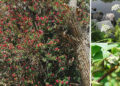 7 Backyard Plants That Can Kill You