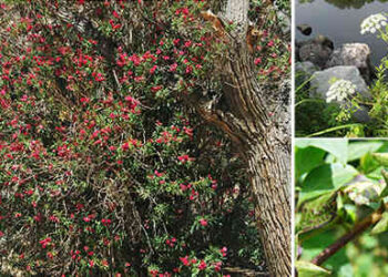 7 Backyard Plants That Can Kill You