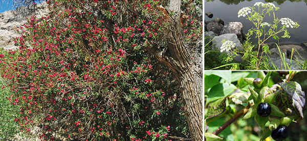 7 Backyard Plants That Can Kill You