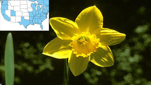 7 Backyard Plants That Can Kill You Daffodil