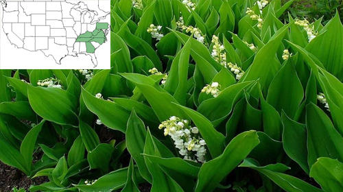 7 Backyard Plants That Can Kill You lily of the valley