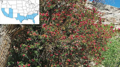 7 Backyard Plants That Can Kill You oleander