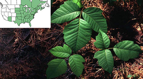 7 Backyard Plants That Can Kill You poison ivy