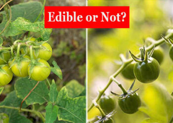 8 Edible Backyard Plants and Their Poisonous Lookalikes