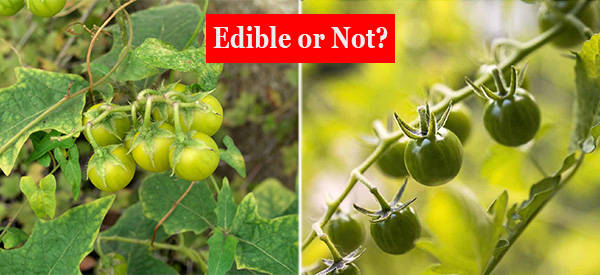 8 Edible Backyard Plants And Their Poisonous Lookalikes