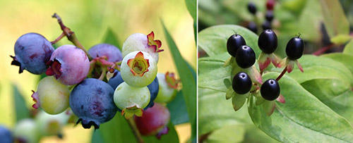 8 Edible Backyard Plants and Their Poisonous Lookalikes