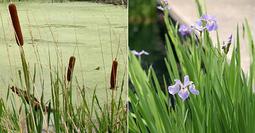 8 Edible Backyard Plants and Their Poisonous Lookalikes