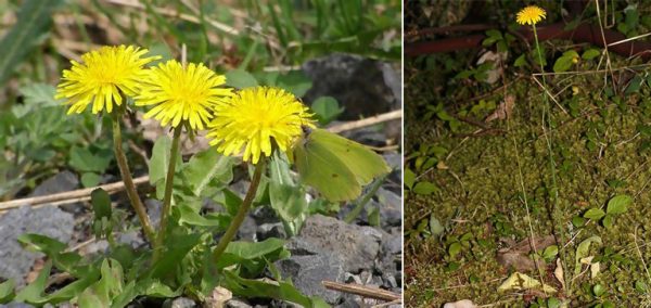 Poisonous Plants-Do NOT Eat! 8-Edible-Backyard-Plants-and-Their-Poisonous-Lookalikes-dandelion-1-600x284