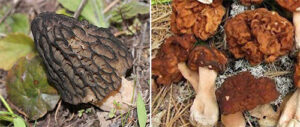 8 Edible Backyard Plants And Their Poisonous Lookalikes - Ask a Prepper