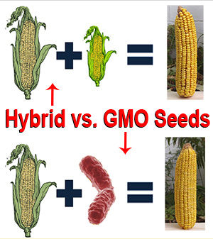 Heirloom Seeds Vs. Hybrid Vs. GMO