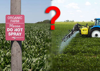 Heirloom Seeds Vs. Hybrid Vs. GMO