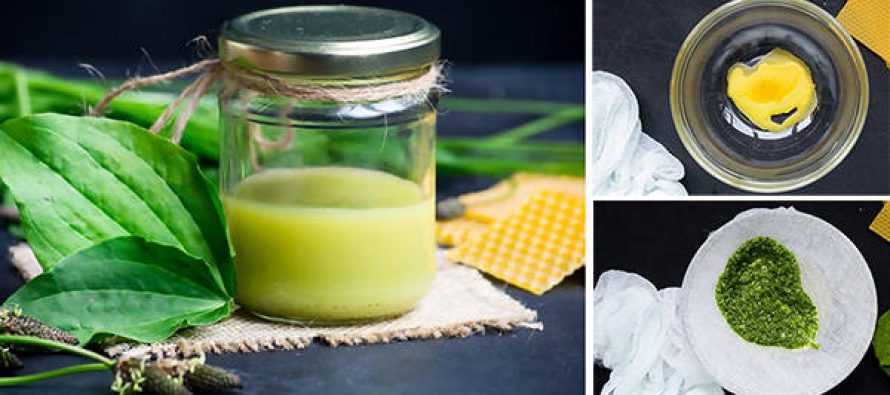 Poultices & Salves-How to Make & Use One How-To-Make-A-Plantain-Salve-890x395_c