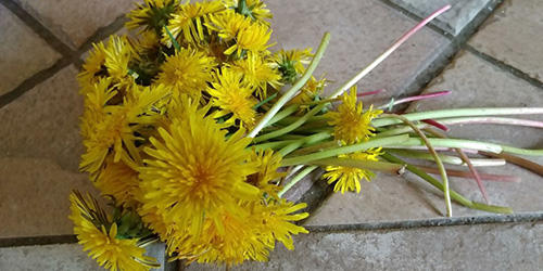 How to Make a Tasty Dandelion Honey Butter