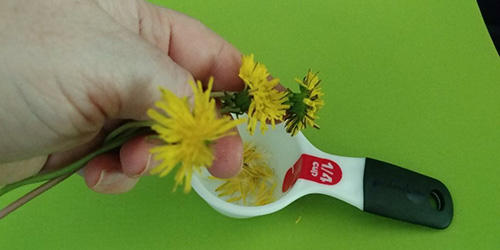 How to Make a Tasty Dandelion Honey Butter