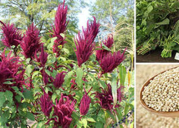Amaranth Superfood- Storing And Using It For Survival
