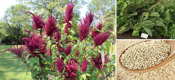 Amaranth Superfood- Storing And Using It For Survival