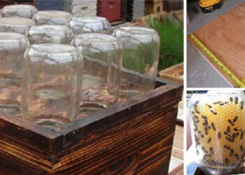 DIY Beehive in a Jar