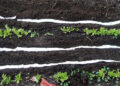 DIY Seed Tapes With Toilet Paper
