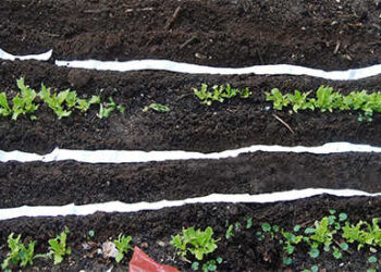DIY Seed Tapes With Toilet Paper