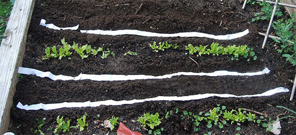 DIY Seed Tapes With Toilet Paper
