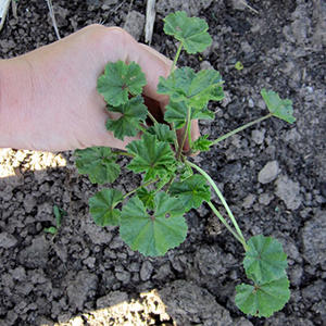 How To Identify And Prepare Nutritious Mallows