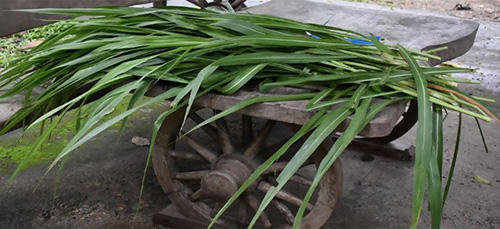 How To Make A Rope Out Of Common Plants