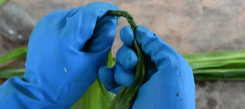 How To Make A Rope Out Of Common Plants