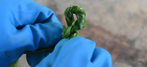 How To Make A Rope Out Of Common Plants