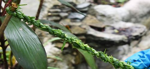 How To Make A Rope Out Of Common Plants