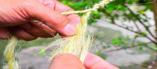 How To Make A Rope Out Of Common Plants