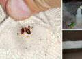 How to Get Rid of Bedbugs Using Household Items