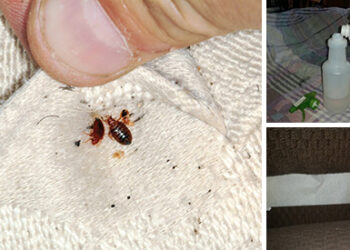 How to Get Rid of Bedbugs Using Household Items