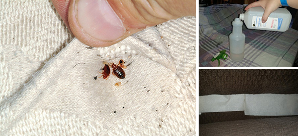 How to Get Rid of Bedbugs Using Household Items
