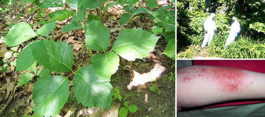Poison Ivy How-to-Get-Rid-of-Poison-Ivy-5-1-890x395_c