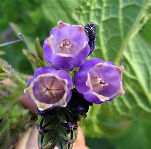 How to Grow Medicinal Herbs on Your Windowsill