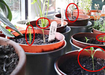 How to Grow Medicinal Herbs on Your Windowsill